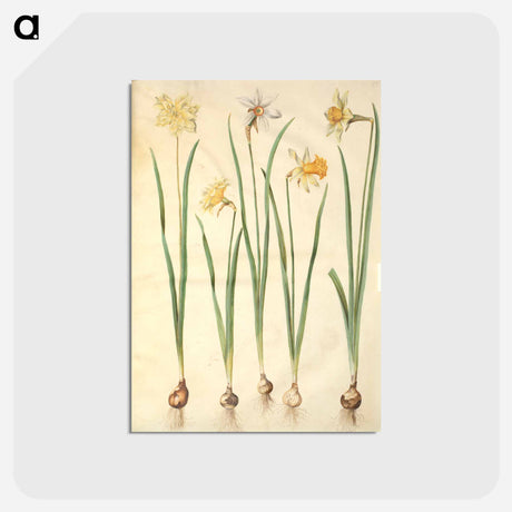 アートポストカード-Narcissus
 - マリア ジビーラ メーリアン Postcard.
