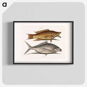 アートポスター-Hog and Shad Fish
 - マーク ケイツビー Poster.