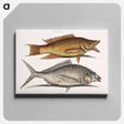 アートパネル-Hog and Shad Fish
 - マーク ケイツビー Canvas.
