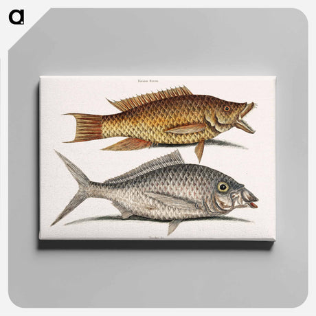 アートパネル-Hog and Shad Fish
 - マーク ケイツビー Canvas.