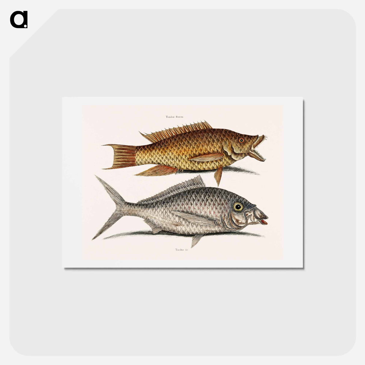 アートポストカード-Hog and Shad Fish
 - マーク ケイツビー Postcard.