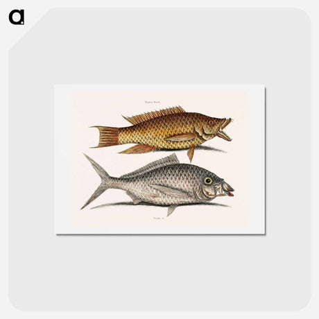 アートポストカード-Hog and Shad Fish
 - マーク ケイツビー Postcard.