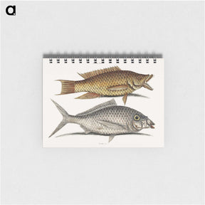 2-68_Mark-Catesby_memo