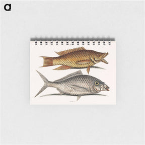 アートメモ帳-Hog and Shad Fish
 - マーク ケイツビー Memo.