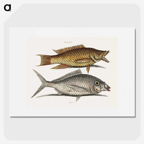 2-68_Mark-Catesby_picture