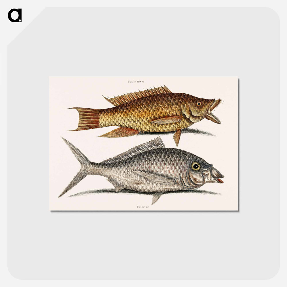 アートポストカード-Hog and Shad Fish
 - マーク ケイツビー Postcard.
