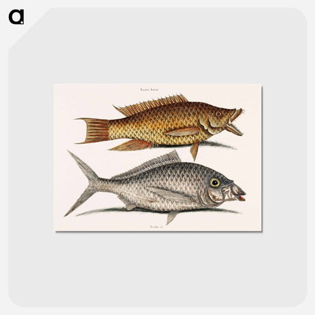 アートポストカード-Hog and Shad Fish
 - マーク ケイツビー Postcard.