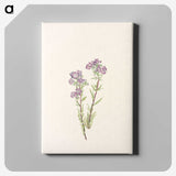 2-68_Mary-Vaux-Walcott_canvas