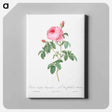 アートパネル-Burgundy Cabbage Rose, the Hundred-Leaves of Bordeaux - ピエール ジョゼフ ルドゥーテ Canvas.