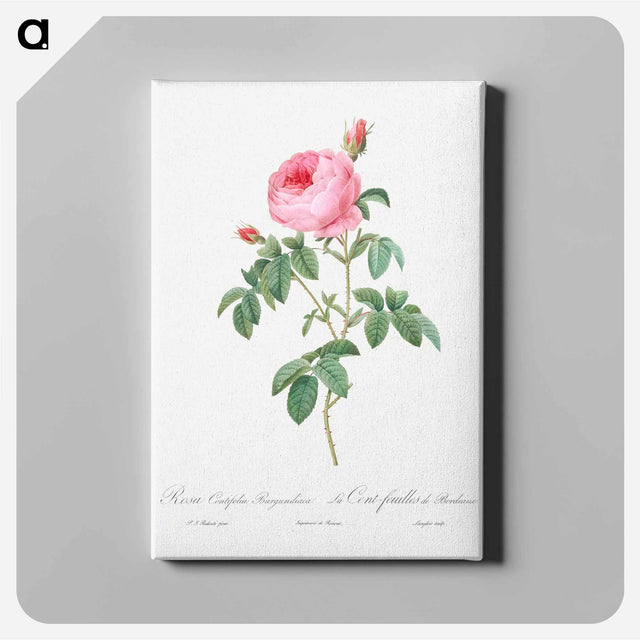 アートパネル-Burgundy Cabbage Rose, the Hundred-Leaves of Bordeaux - ピエール ジョゼフ ルドゥーテ Canvas.