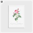 アートポストカード-Burgundy Cabbage Rose, the Hundred-Leaves of Bordeaux - ピエール ジョゼフ ルドゥーテ Postcard.