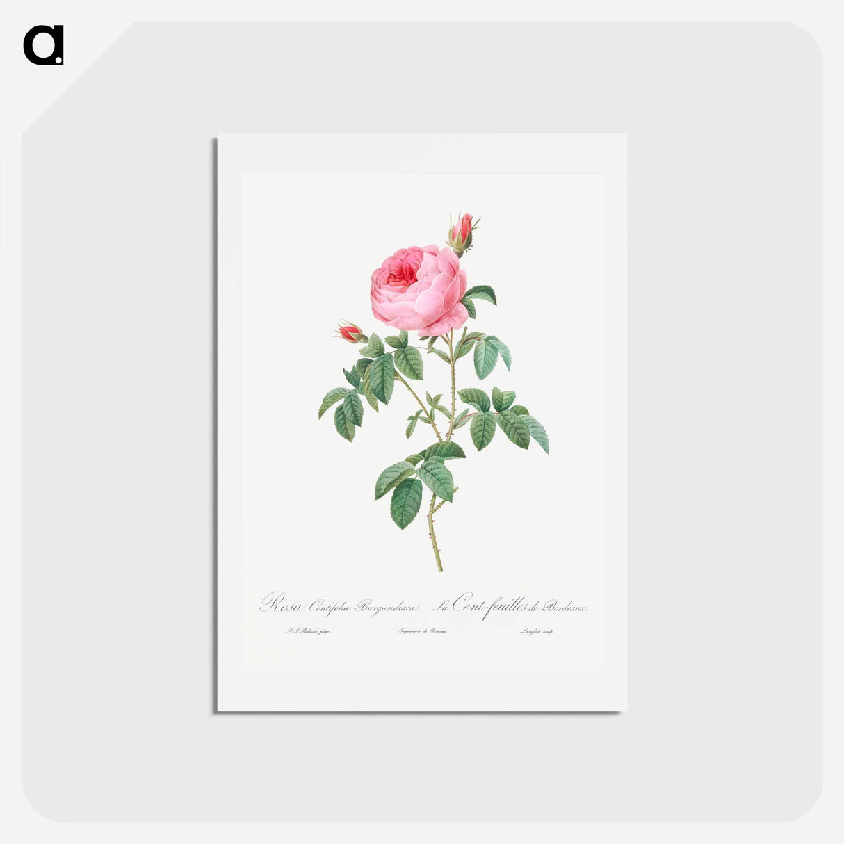 アートポストカード-Burgundy Cabbage Rose, the Hundred-Leaves of Bordeaux - ピエール ジョゼフ ルドゥーテ Postcard.