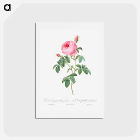 アートポストカード-Burgundy Cabbage Rose, the Hundred-Leaves of Bordeaux - ピエール ジョゼフ ルドゥーテ Postcard.