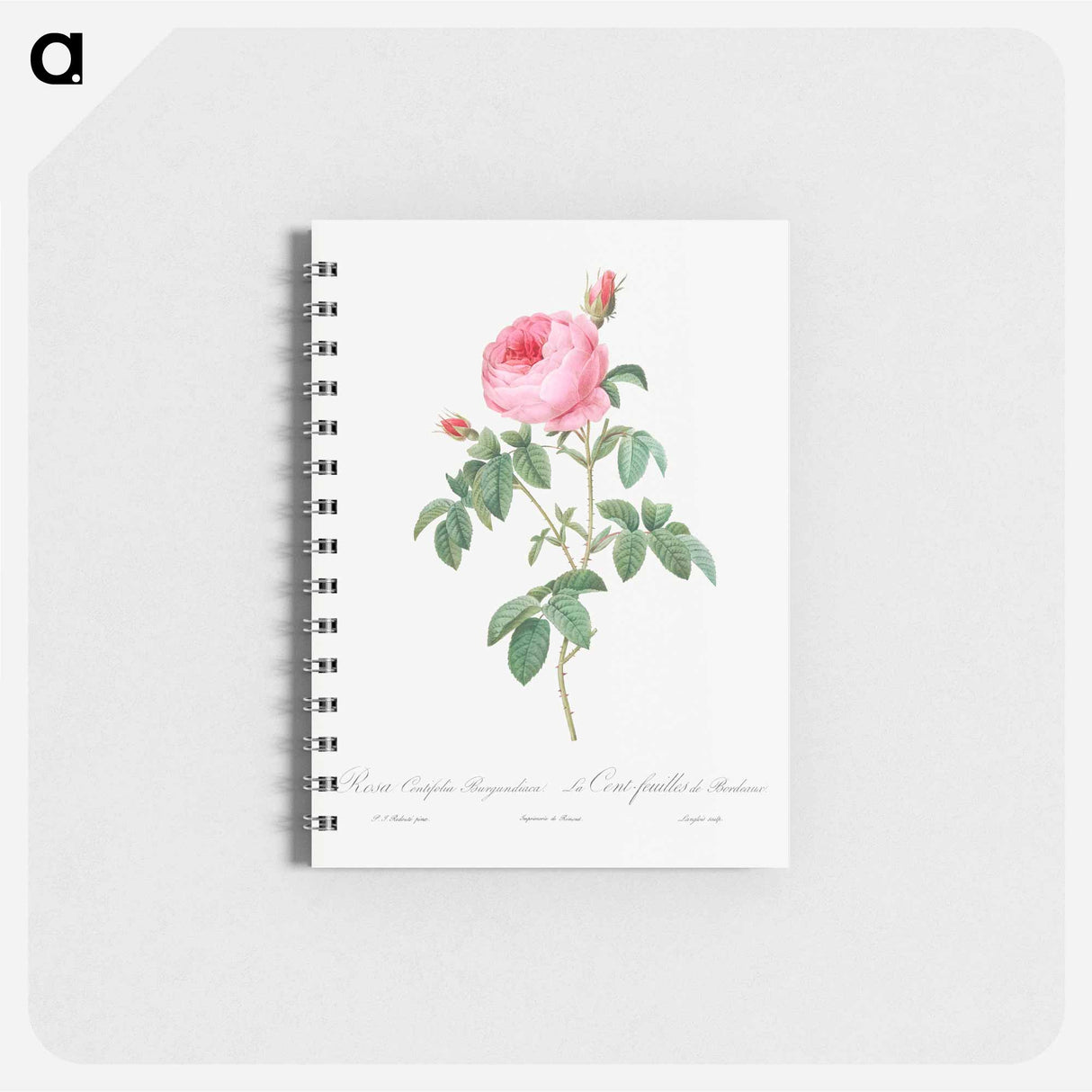 Burgundy Cabbage Rose, the Hundred-Leaves of Bordeaux - ピエール ジョゼフ ルドゥーテ Memo.