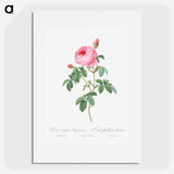 Burgundy Cabbage Rose, the Hundred-Leaves of Bordeaux - ピエール ジョゼフ ルドゥーテ Poster.