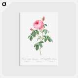 アートポストカード-Burgundy Cabbage Rose, the Hundred-Leaves of Bordeaux - ピエール ジョゼフ ルドゥーテ Postcard.
