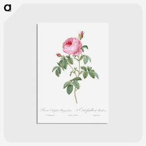 2-68_Pierre-Joseph-Redoute_postcard