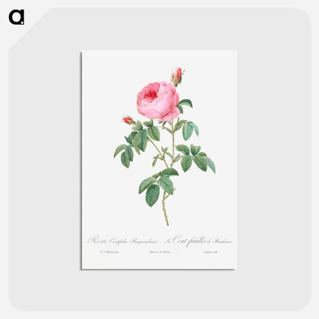 アートポストカード-Burgundy Cabbage Rose, the Hundred-Leaves of Bordeaux - ピエール ジョゼフ ルドゥーテ Postcard.