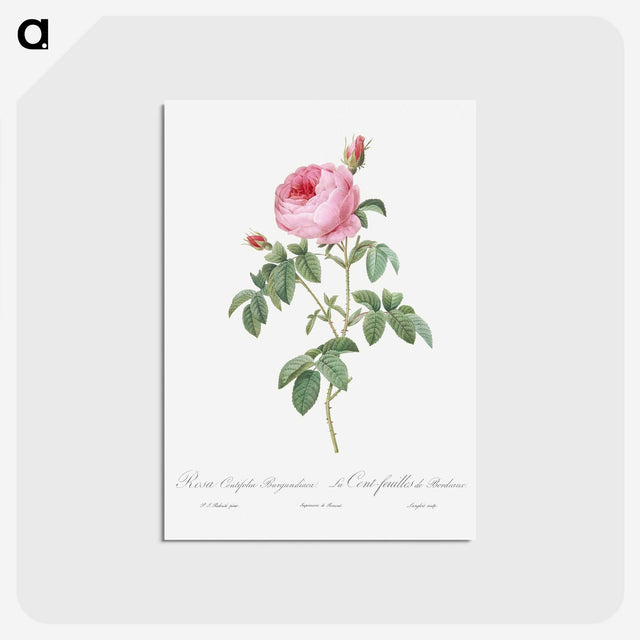 2-68_Pierre-Joseph-Redoute_postcard
