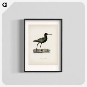 アートポスター-Spotted Redshank
 - スヴェンスカ フォグラル Poster.