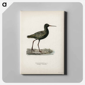 アートパネル-Spotted Redshank
 - スヴェンスカ フォグラル Canvas.
