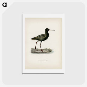 アートポストカード-Spotted Redshank
 - スヴェンスカ フォグラル Postcard.
