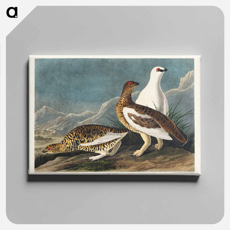 アートパネル-Rock Grous from Birds of America
 - アメリカの鳥たち Canvas.