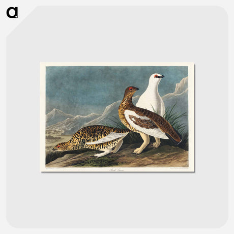 アートポストカード-Rock Grous from Birds of America
 - アメリカの鳥たち Postcard.