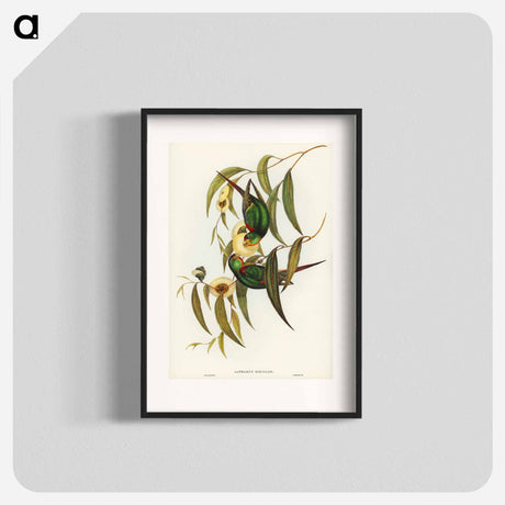 アートポスター-Swift Lorikeet
- オーストラリアの鳥 Poster.