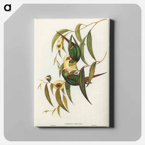 アートパネル-Swift Lorikeet
 - オーストラリアの鳥 Canvas.