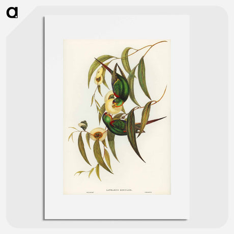 アートポスター-Swift Lorikeet
- オーストラリアの鳥 Poster.