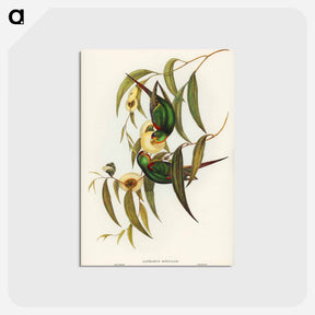 アートポストカード-Swift Lorikeet
 - オーストラリアの鳥 Postcard.