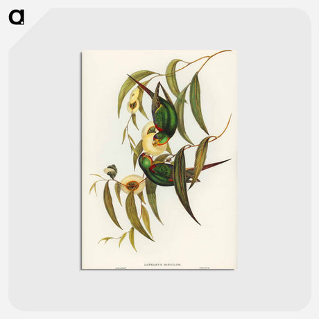 アートポストカード-Swift Lorikeet
 - オーストラリアの鳥 Postcard.