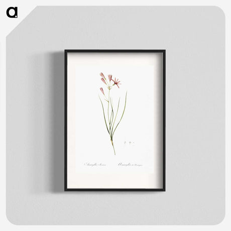 2-68_The-Lilies_blk