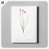 2-68_The-Lilies_canvas