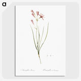 2-68_The-Lilies_picture-crop