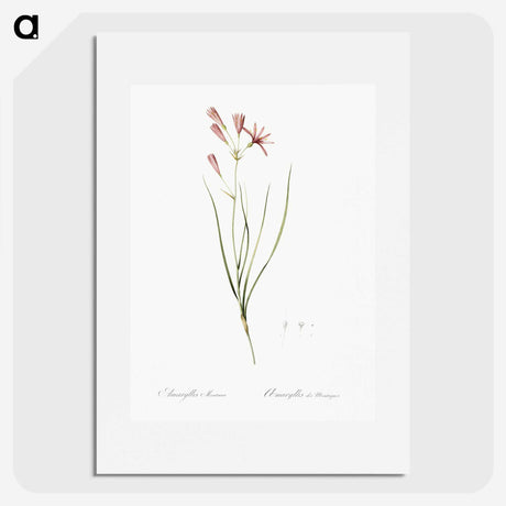 2-68_The-Lilies_picture