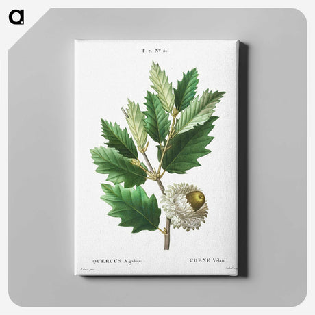 2-68_Treatise-on-Trees-and-Shrubs_canvas
