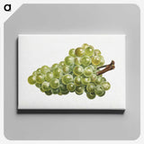 2-68_USDA-Watercolor-Fruit-Painting-Collection_canvas