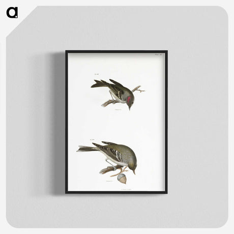 2-68_Zoology-of-New-York_blk-crop