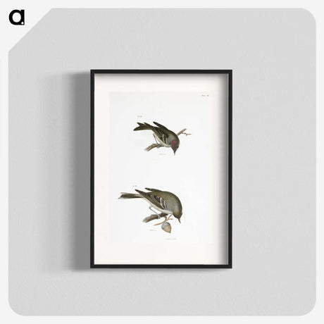 2-68_Zoology-of-New-York_blk