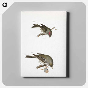 アートパネル-The Ruby-crowned Kinglet - ニューヨークの動物学 Canvas.