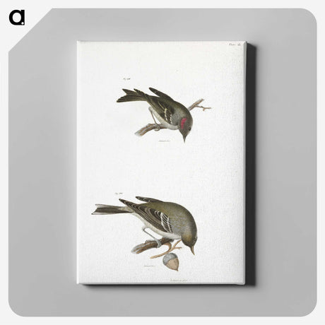 2-68_Zoology-of-New-York_canvas