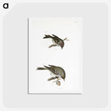 2-68_Zoology-of-New-York_hagaki