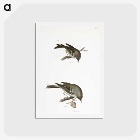 2-68_Zoology-of-New-York_hagaki
