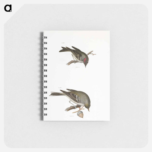 The Ruby-crowned Kinglet - ニューヨークの動物学 Memo.