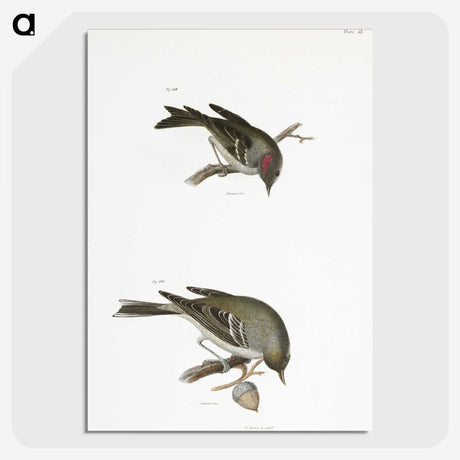 2-68_Zoology-of-New-York_picture-crop