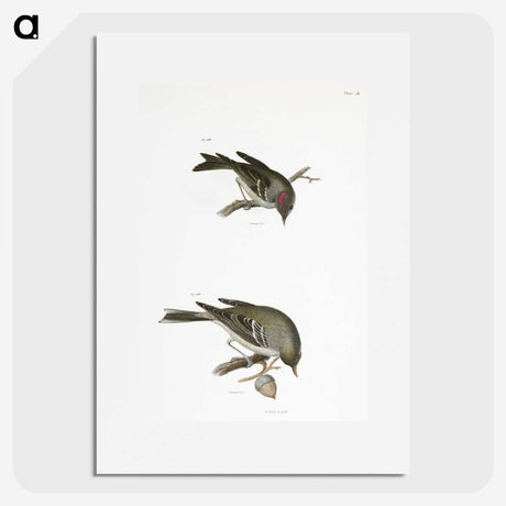2-68_Zoology-of-New-York_picture