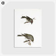 2-68_Zoology-of-New-York_postcard