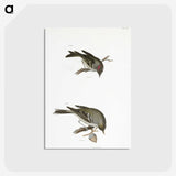 2-68_Zoology-of-New-York_postcard